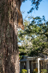 Squirrel in the tree