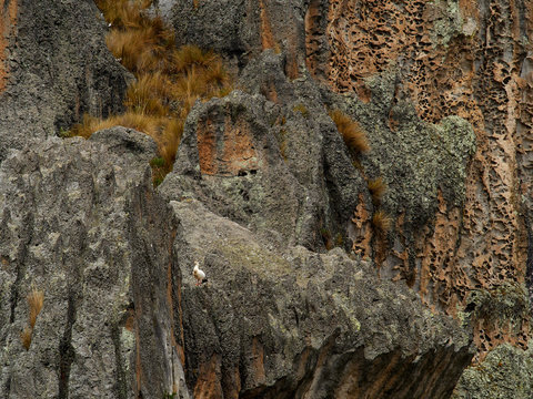 Andean Goose sitting on rocks in the peruvian Andes