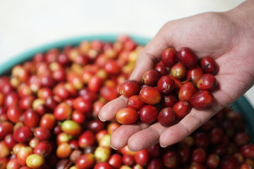 harvest coffee fruits
