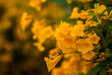 willow-leaved climber blooming in the garden. Yellow flower