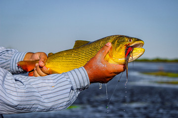 Pescado dorado
