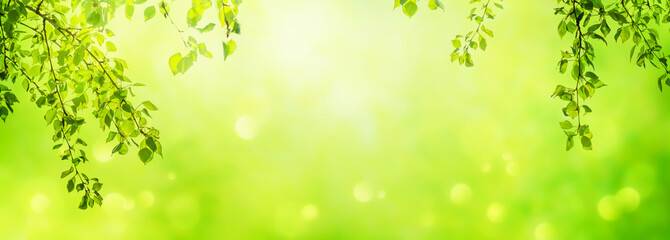 Fototapeta premium birkenblätter rahmen auf abstraktem frühlingshintergrund