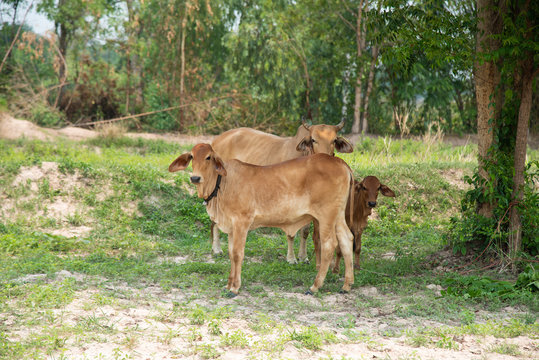 cows looking at the camera.