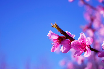 Flowering sprig of peach tree close-up on a background of blue sky.