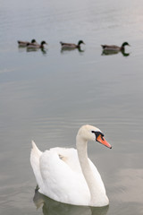 Mute Swan portret and ducks in the background.