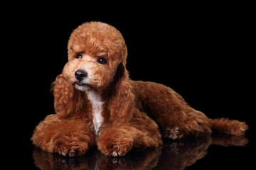 Cute poodle puppy lying on a black background, curly red-haired puppy