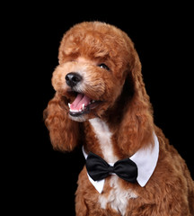 Funny curly poodle puppy, portrait