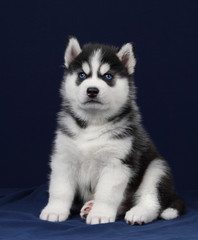 Cute little siberian husky puppy on blue background