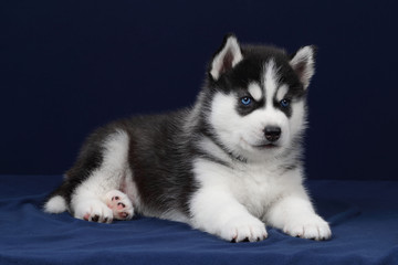 Cute little siberian husky puppy on blue background © adyafoto
