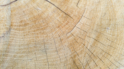 Texture of cut oak wood, wood fiber, natural background, close-up