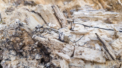 Texture of the old dry rotten stump, natural background, close-up