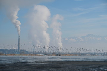Fototapeta na wymiar a flock of birds circling over a lake with waste on the background of a thermal power plant