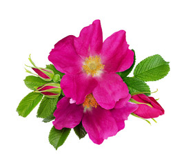 Wild rose flowers and buds arrangement