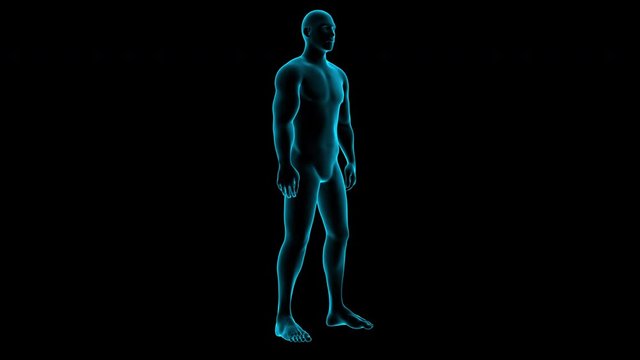 High-quality footage 3d model of a man in x-ray design is siting up and stand isolated on the black background for overlay design or screen blending video editing