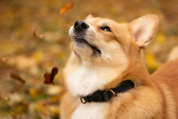 Cutest red-haired welsh corgi Pembroke makes funny face and sniffs fallen golden leaves