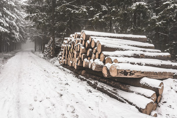 pile of logs covered with snow in winter forest