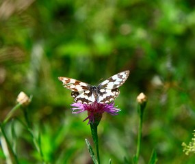 DEMI DEUIL  papillon isère