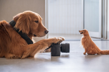 Golden retriever taking pictures of toy dog