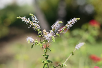 Group of Actaea racemosa Flowers: White Efflorescence