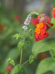 Black Cohosh: White Efflorescence and Bee