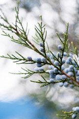 Blooming green arborvitae