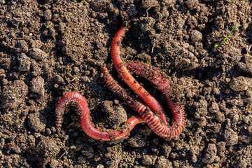 Junge Regenwürmer