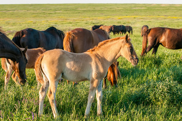 Horse foal on pasture. A herd of wild horses shown on Water island in atmospheric Rostov state...