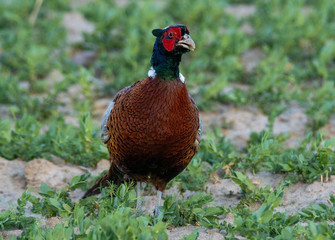 male pheasant in mating robe
