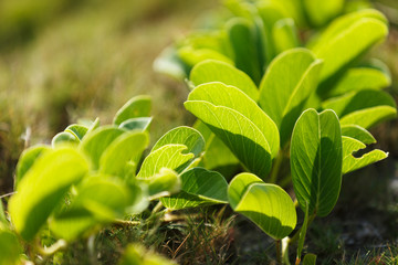 浜辺の植物・日本最南端、沖縄県波照間島