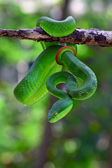 trimeresurus insularis, blue insularis viper snakes