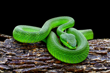 trimeresurus insularis, blue insularis viper snakes