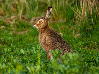 hare sitting motionless in the field