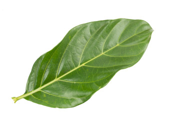 Great morinda, Tahitian noni, Indian mulberry, Beach mulberry (Morinda citrifolia) isolated on white background. concept Herbal and Vegetable extracts are medications for Reduce heart disease risk