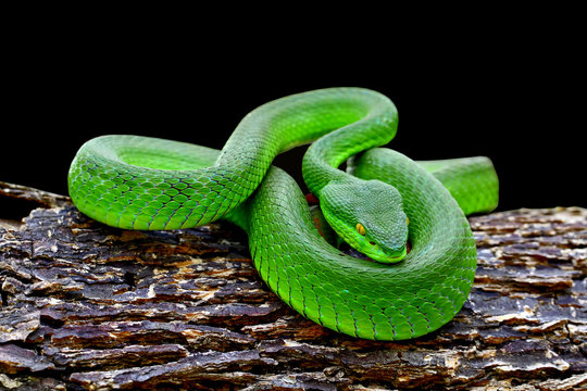 Trimeresurus Insularis, Blue Insularis Viper Snakes