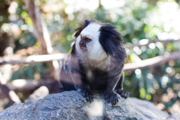 A black and white monkey in Loro Park, Tenerife; Gran Canarias.