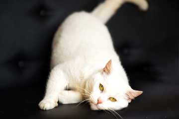 Fototapeta na wymiar Portrait of tender white fat cat with yellow eyes looking in camera and laying on black sofa. Homeless white cat looking for home after vaccination and sterilization