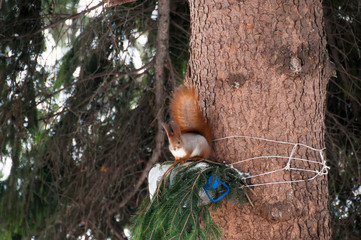 Hokkaido Squirrel eating a wlanut in Winter Mountain