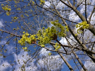 spring