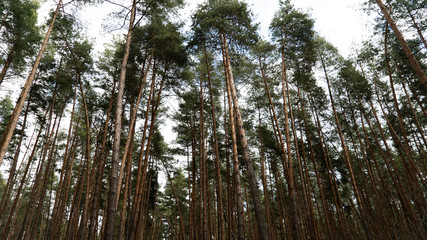 spring nature trees blooming flowers pine lake Russia middle lane water reservoir gardens sky clouds