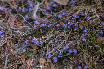 Glechoma hederacea. Nepeta glechoma Benth., Nepeta hederacea  is an aromatic, perennial, evergreen...