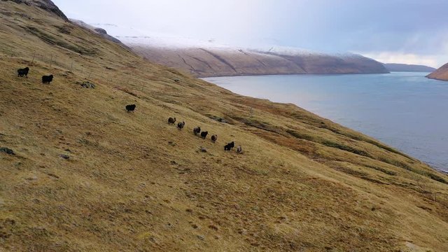 Aerial, drone shot following a pack of Faroese sheep, running on meadows, cloudy day, in the Faroe islands, Denmark - Ovis aries
