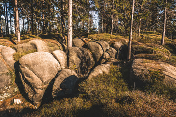small rocks in the forest