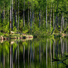 Fototapeta na wymiar Reflection of a Finnish forest on a still river surface