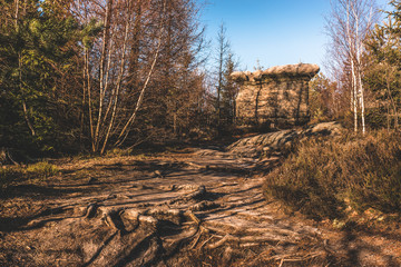 rock looking like a mushroom in the forest