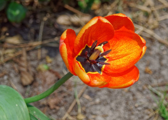 The unraveled bud of a lonely tulip