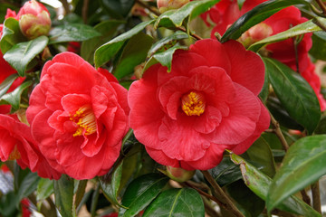 Shrub with bright red roses