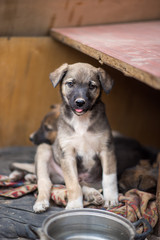 Little homeless puppy in handmade aviary made by volunteers waiting for family to adopt dog. Small homeless dog looks with sad eyes with hope of finding home and host