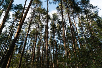 spring nature trees blooming flowers pine lake Russia middle lane water reservoir gardens sky clouds