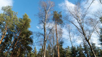 spring nature trees blooming flowers pine lake Russia middle lane water reservoir gardens sky clouds
