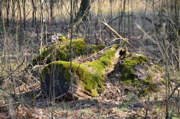 moss in the forest